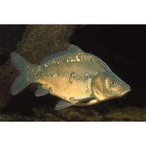 Карп зеркальный