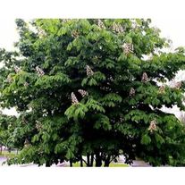 Каштан конский