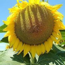 Семена подсолнечника ЛГ 59580 (Круйзер) 100 п.е. под Экспрес, мешок