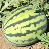 Арбуз спелый, сорт БЕДУИН