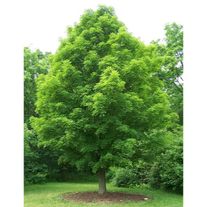 Клен остролистный