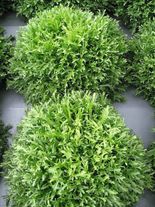 Эндивий Родос F1