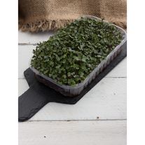 Микрозелень капусты кольраби