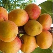 Абрикос "Компотный"