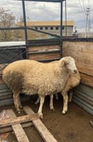 Тувинская овца