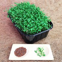 Микрозелень кресс-салата