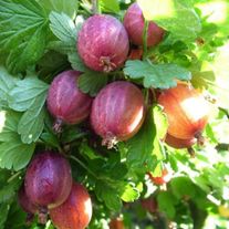 Крыжовник "Финик"