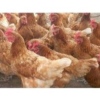 Куры молодки "Хайсекс Браун"