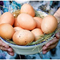 Яйца куриные
