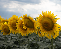 Семена подсолнечника Клип