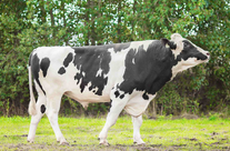 Семя быка Миф 20736