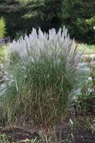 Мискантус китайский Kleine Silberspinne С3 (3 литра)