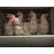 Птица молодка (несушка)