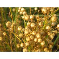 Лён масличный "Август" РС-2