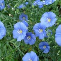 Лён масличный