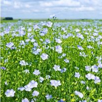 Семена льна