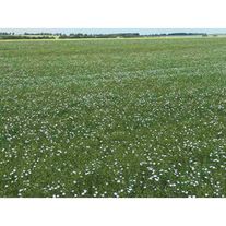 Лен масличный