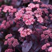 Очиток (Седум) телефиум Purple Emperor С1 (1 литр)