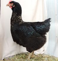 Петух "Юрловская голосистая"