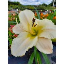 Лилейник "Арктик Сноу"