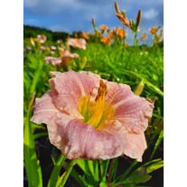 Лилейник "Элеонора"