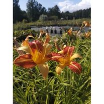 Лилейник "Франс Хальс"