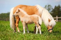 Пони-ферма "Александрова Дача". Племенные пони