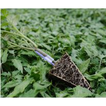 Привитая рассада томата