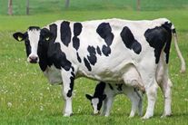 Голштинская корова