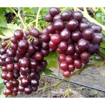 2-х летний саженец винограда "Аюта"