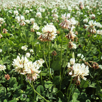 Клевер белый ползучий Юра (Германия) РС1