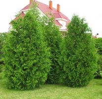 Туя западная Брабант (ком) 120-140 см
