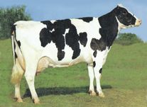 Коровы чёрно-пёстрой породы