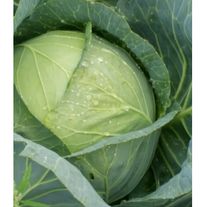 Капуста белокочанная ПЕРФЕКТА