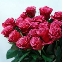 Роза Амалия