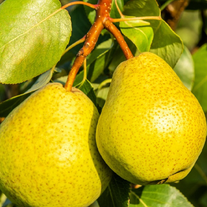 Груша Золотая