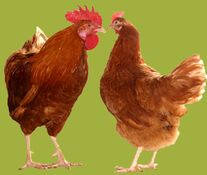 Петух "Красная белохвостая"