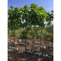 Саженцы плодовых деревьев