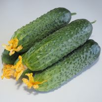 Огурец "Мадейра"
