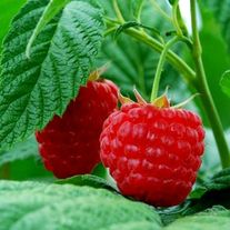 Малина "Метеор"