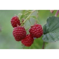 Малина, сорт "Зоренька Алтая"