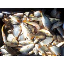 Мальки карпа