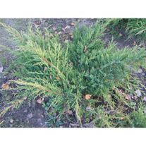 Можжевельник средний "Матот"