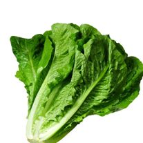 Салат латук