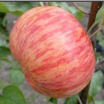 Яблоня, Медуница 1лет