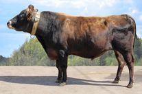 Семя быка Виват 39277