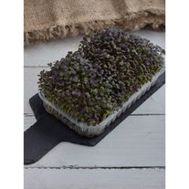 Микрозелень мизуны