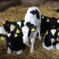 Телята живой вес, до 1 года