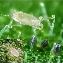 Амблисейус Монтдоренсис  