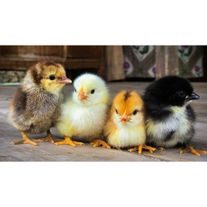 Цыплята мясо-яичного направления